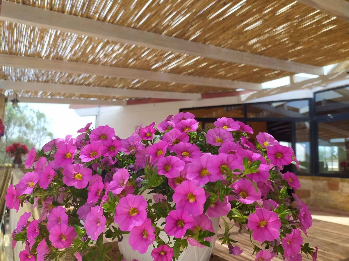 Agriturismo "Terra D'Ulivi" Порто Чезарео Екстериор снимка