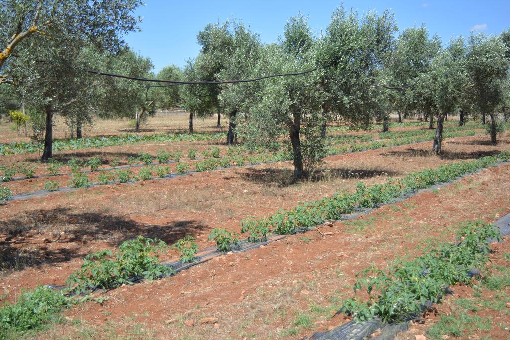 Agriturismo "Terra D'Ulivi" Порто Чезарео Екстериор снимка